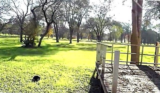 Узкая дырка арабки раздвинулась под ударом пениса, порно видео